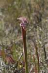 Crimson pitcherplant